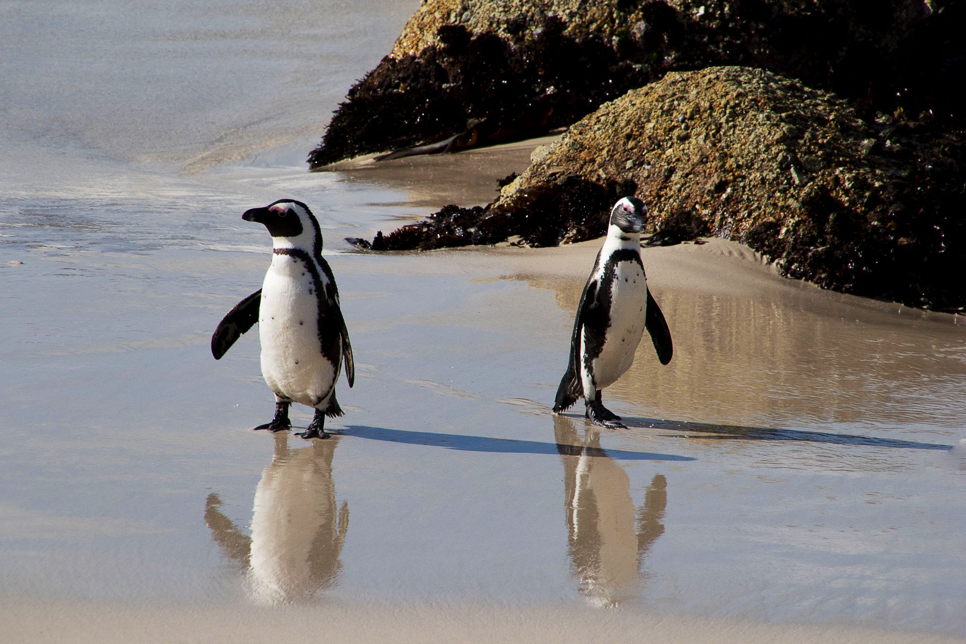 Non. Je ne viens pas!